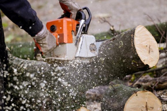 Professionnel pour l'abattage d'un arbre de plus de 15m chez un particulier Les Sables-d’Olonne