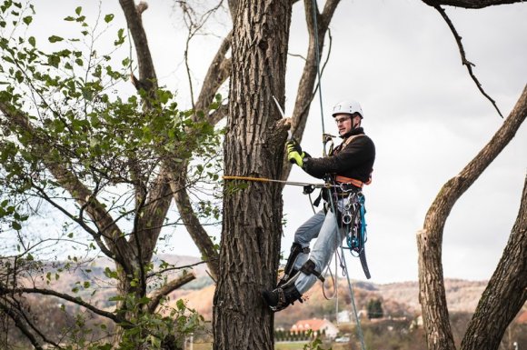 Entreprise pour l'élagage d'arbres dans un parc ouvert au public Les Sables-d’Olonne