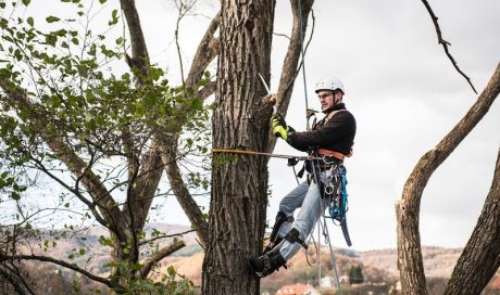 Entreprise pour l'élagage d'arbres dans un parc ouvert au public Les Sables-d’Olonne